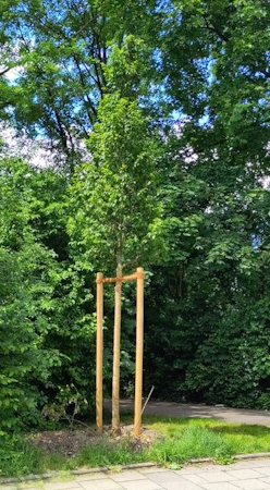 Neuer Baum am Käthe-Bauer-Weg Neuer Baum am Käthe-Bauer-Weg